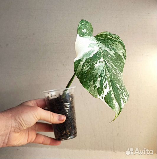 Монстера альба