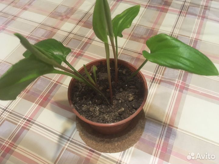 Комнатное растение в горшочке