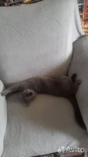 Кошечка британка