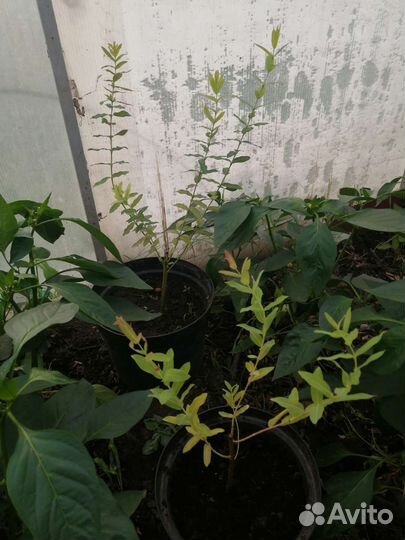 Ива Японская Хакура Нишики