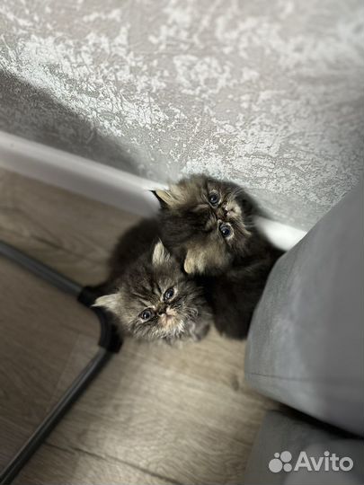 Персидская