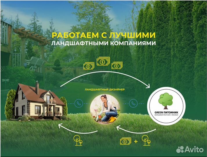 Туя в ассортименте:Смарагд,Брабант,Колумна