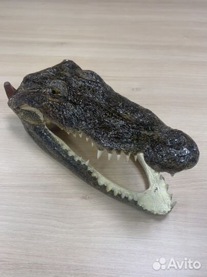 Голова крокодила