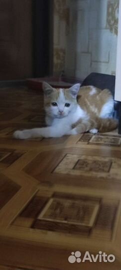 Британская кошечка
