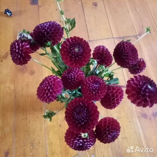 Георгины клубни