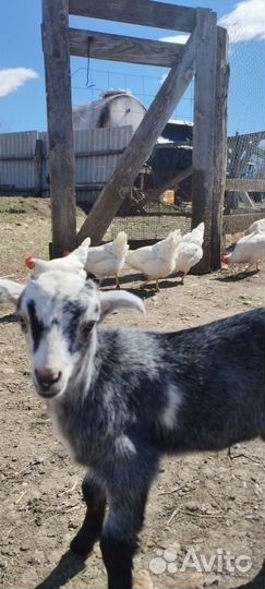 Козлик Ла-Манча-Англо Нубиец