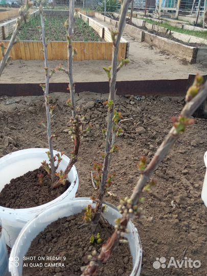 Саженцы смородины, крыжовника