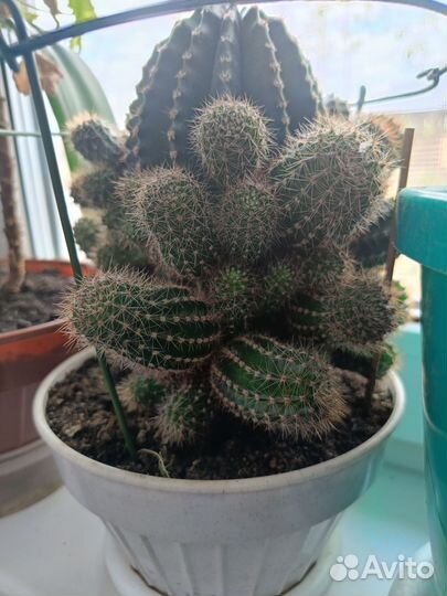 Большой кактус