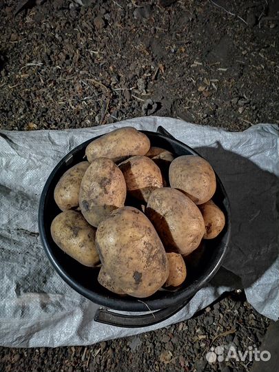 Продам картофель