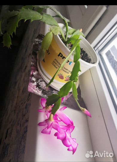 Декабрист (шлюмбергера)розовый