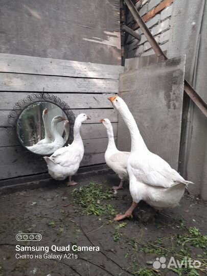 Гуси