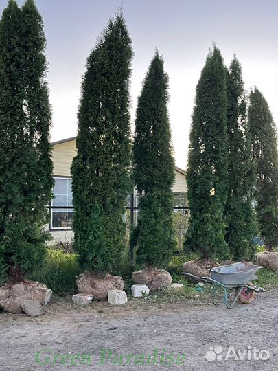 Туя Смарагд extra