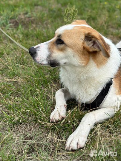 Энергичный молодой пес ищет дом