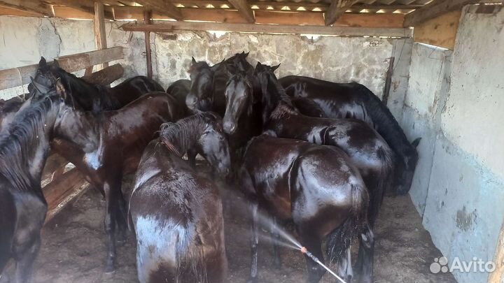 Кобылки,Элита''