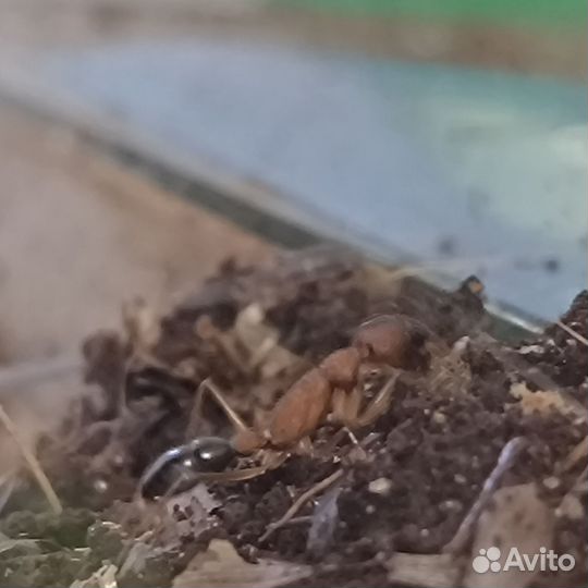 Муравьи Harpegnathos saltator (Салтаторы)