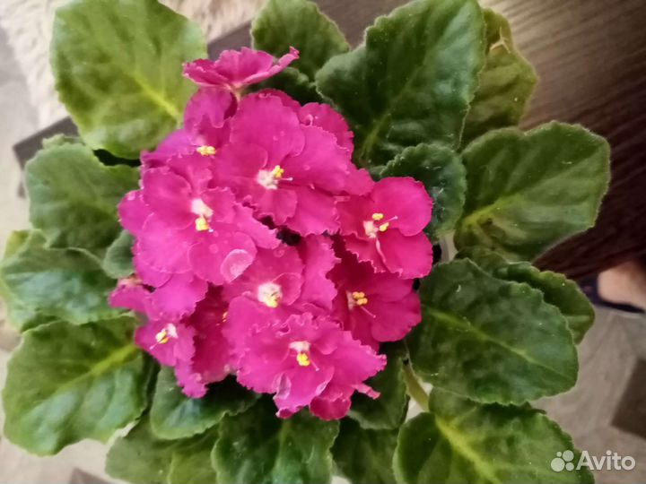 Фиалка в горшках