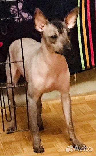 Мексиканская голая собака, Ксолоитцкуинтли