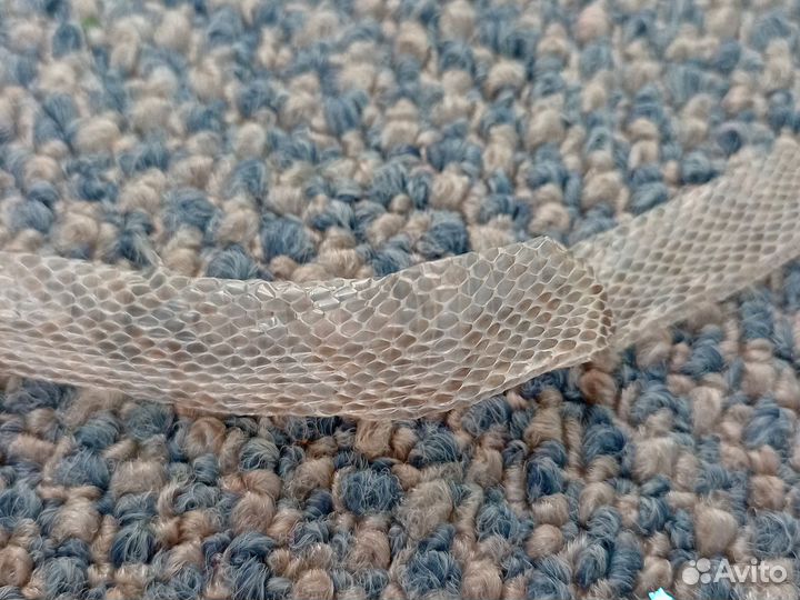 Змеиный выползок