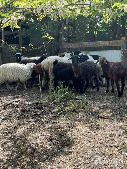 Овцы бараны