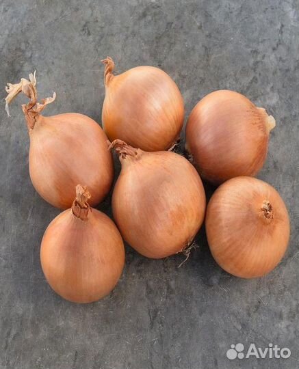 Семена Лука 