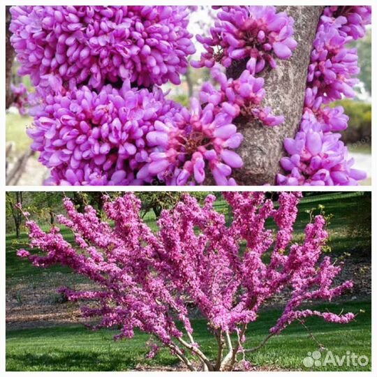 Катальпа саженцы