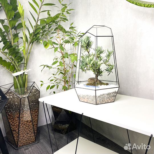 Бонсай Подокарпус Макрофилус Bonsai Podocarpus mac