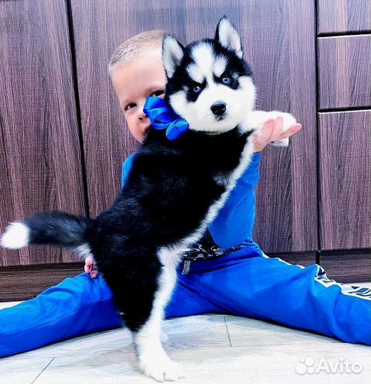 Хаски Шикарные Синеглазые Брюнеты (17 малышей)