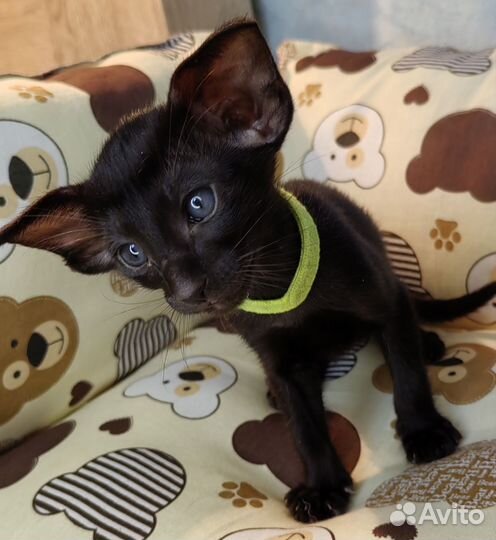 Ориентальные котята