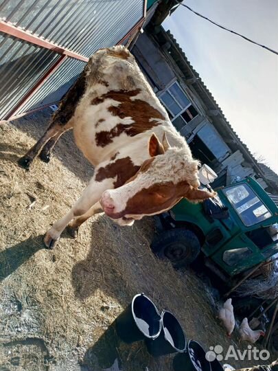 Корова стельная дойная