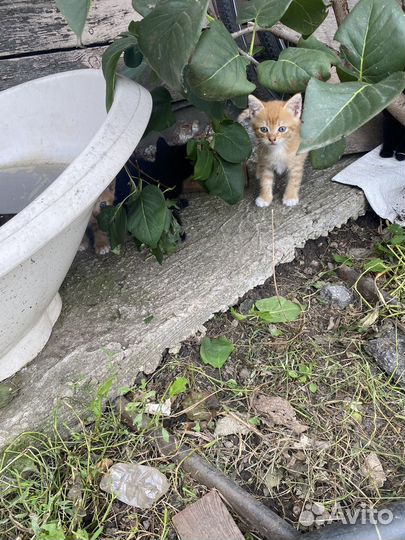 Котята в добрые руки