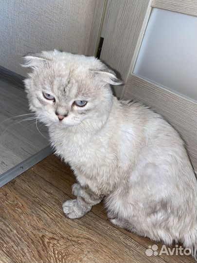 Британский кот