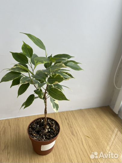 Фикус бенджамина пестролистный