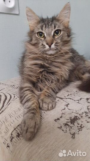 Котик в добрые руки