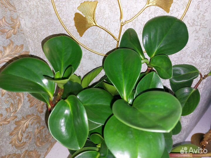 Пеперомия туполистная