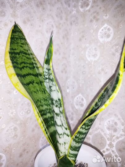 Сансевиерия лауренти компакта