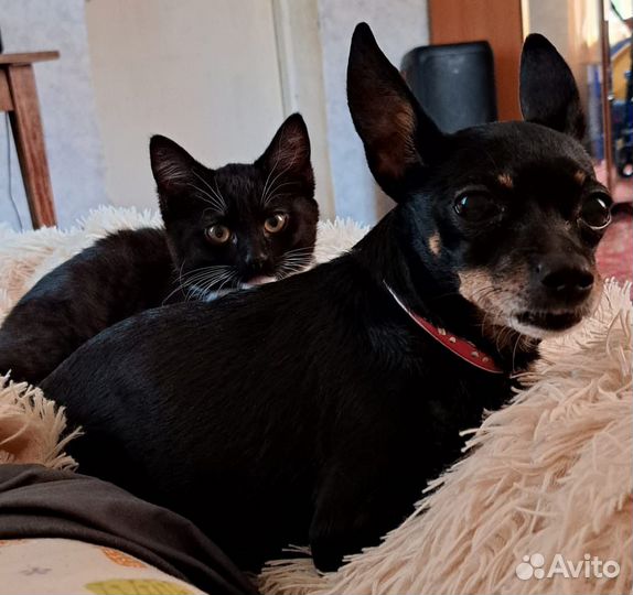 Мини той-терьер