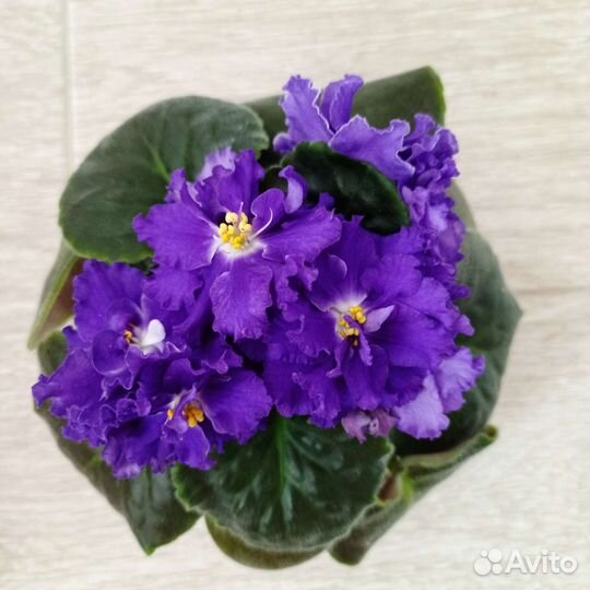 Фиалки цветущие в горшке