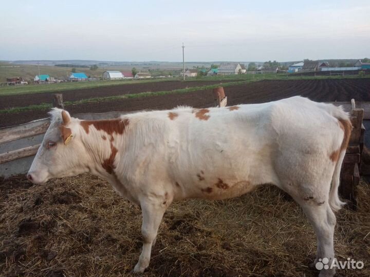 Корова телка