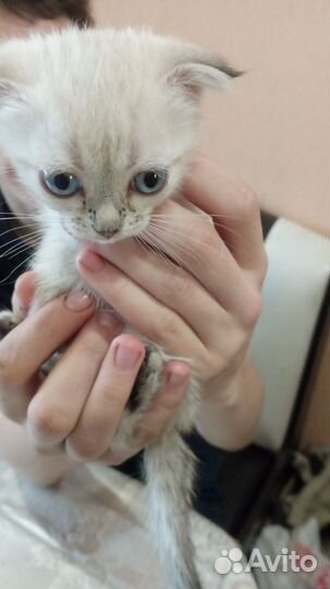 Кошки в добрые руки породистые