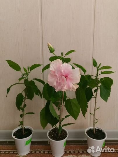 Гибискус китайская роза комнатный