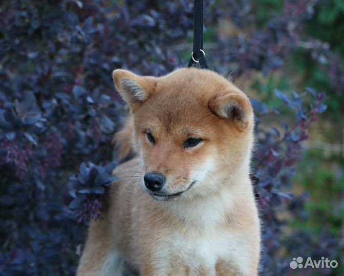 Сиба ину (шиба ину) мальчик