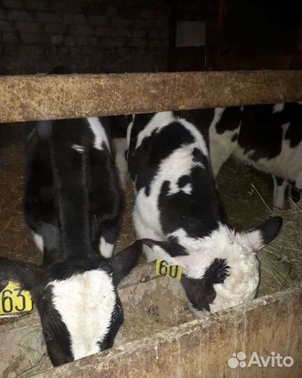 Телята бычки