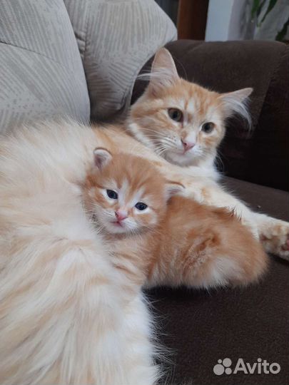 Котенок в дар