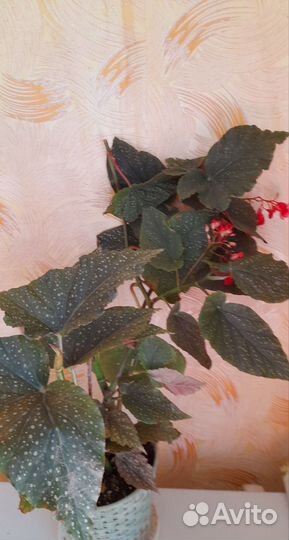 Бегония коралловая