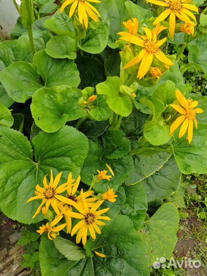 Бузульник растение