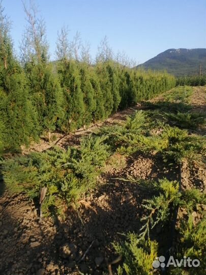 Саженцы декоративных, лиственных, плодовых и т.д