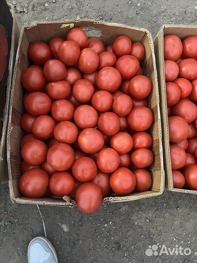 Помидоры