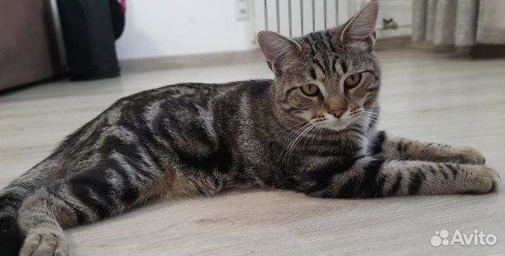 Отдам кота в добрые руки