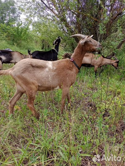 Козы дойные
