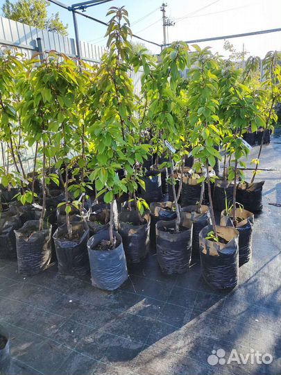 Саженцы черешни